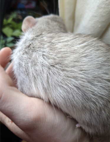 Up close of the fur